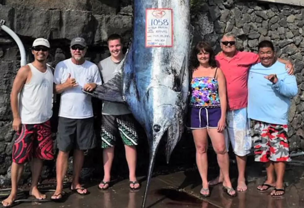 Teenager Catches 1,058-pound Blue Marlin off Kona, Hawaii [VIDEO]