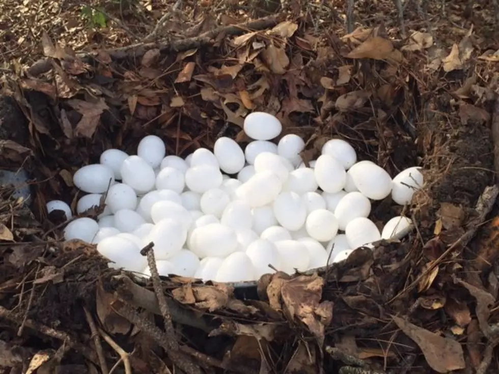 Guess How Many Eggs are in the Eagle&#8217;s Nest and Win Tickets to See the Eagles in Concert