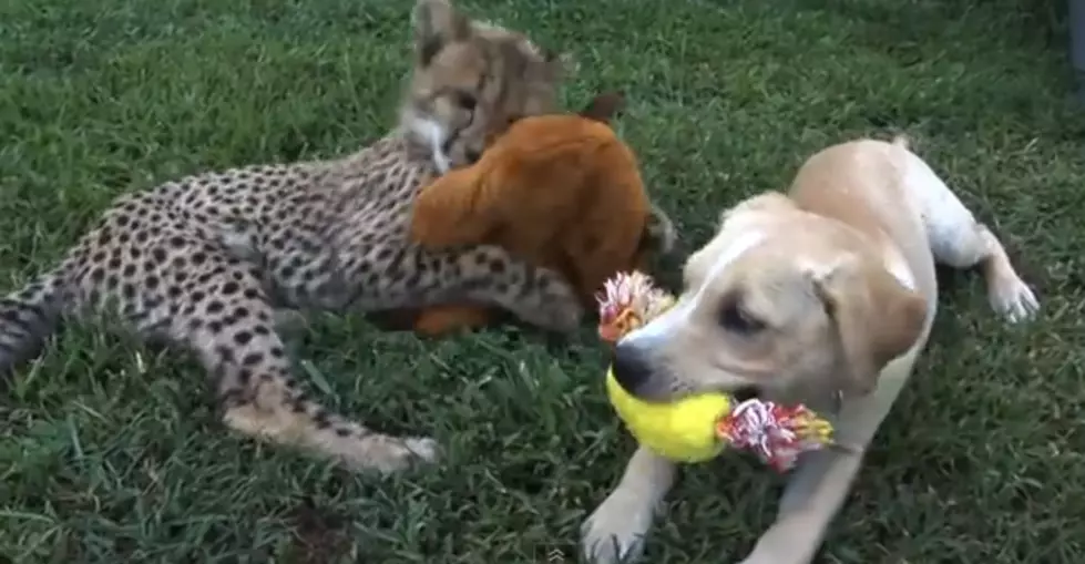 A Cheetah Cub And Puppy Friendship [VIDEO]