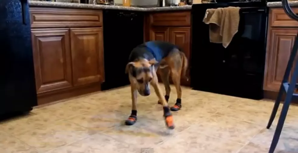 Hilarious Video of a Dog Wearing Boots For The First Time