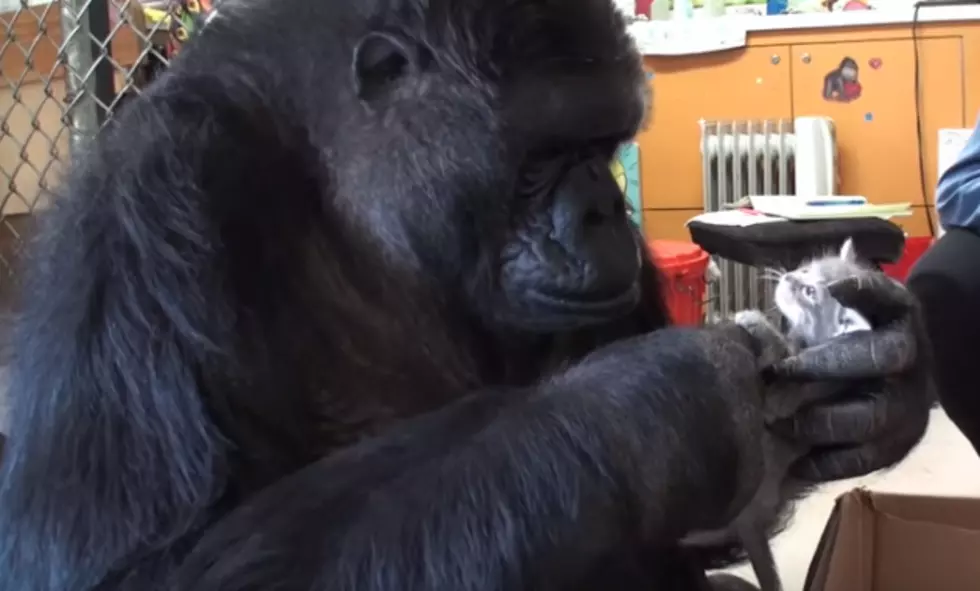 Koko The Gorilla Gets Kittens For Her Birthday [VIDEO]