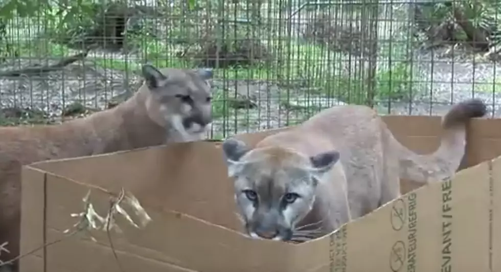 Big Cats Love Boxes Too!