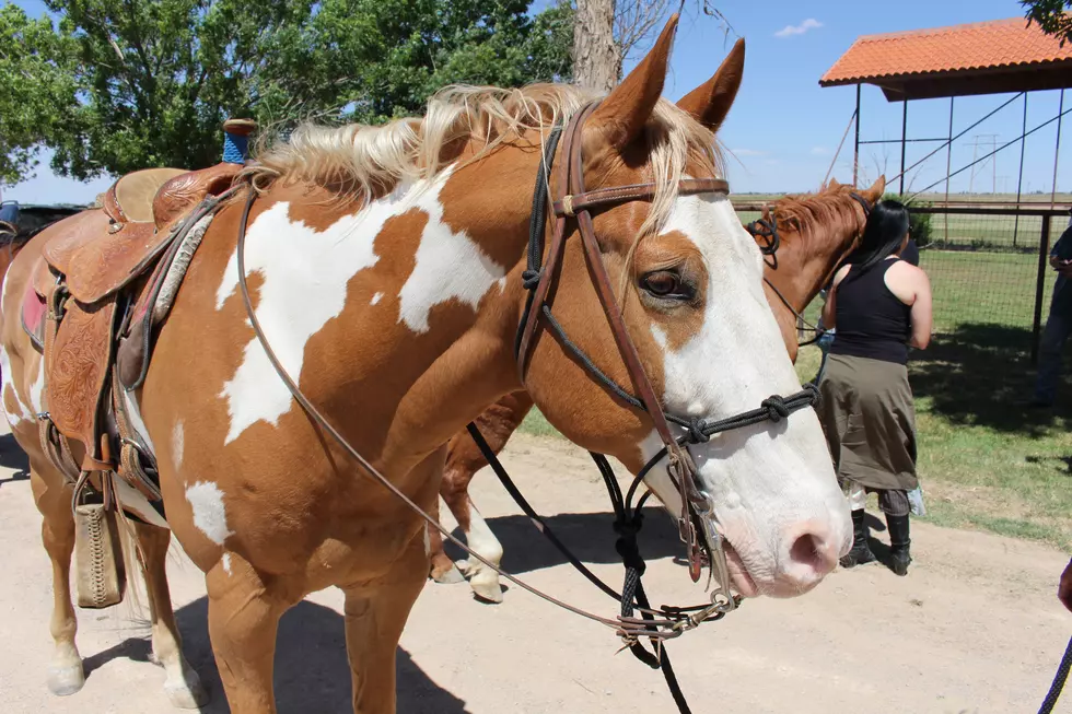 Runnin W J Ranch is in Need of Donations to Continue Operations [VIDEO]