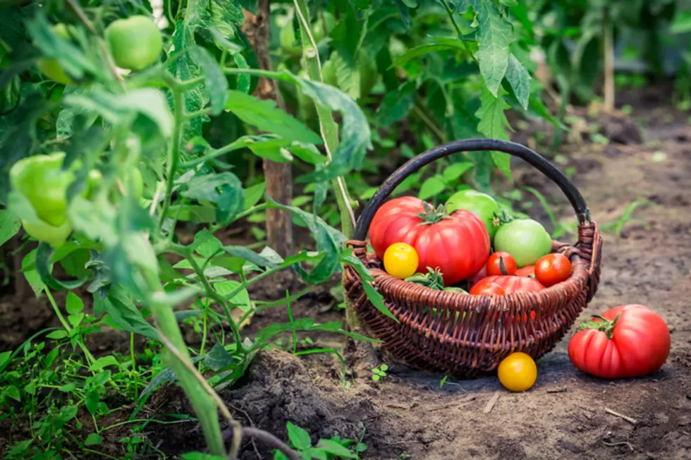 &#8216;How to Grow Tremendous Tomatoes&#8217; Monday at A&#038;M-Texarkana