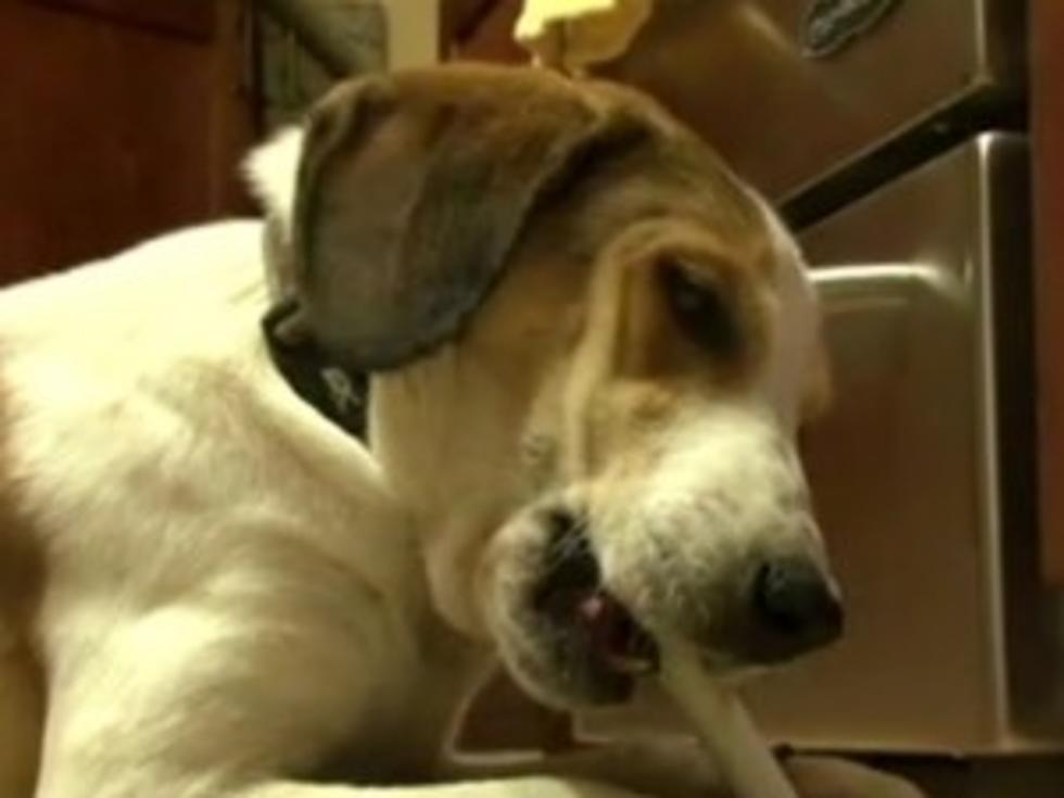Dog Survives the Gas Chamber, Now Safe in Foster Care [VIDEO]