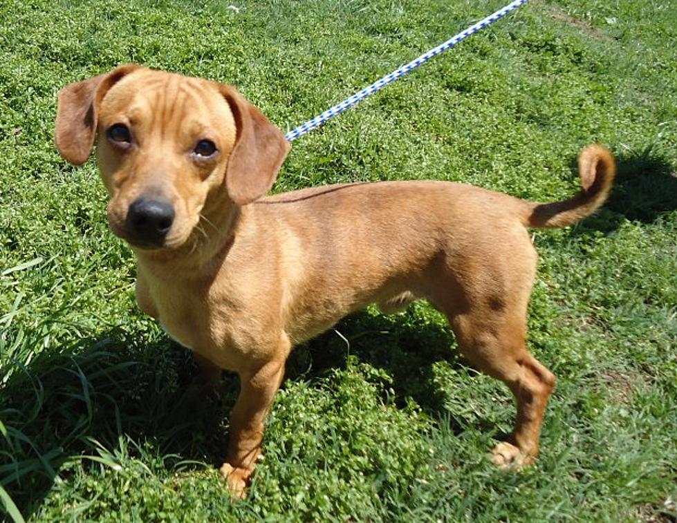 Pet of the Week – Walt the Dachshund Lives at the Shelter