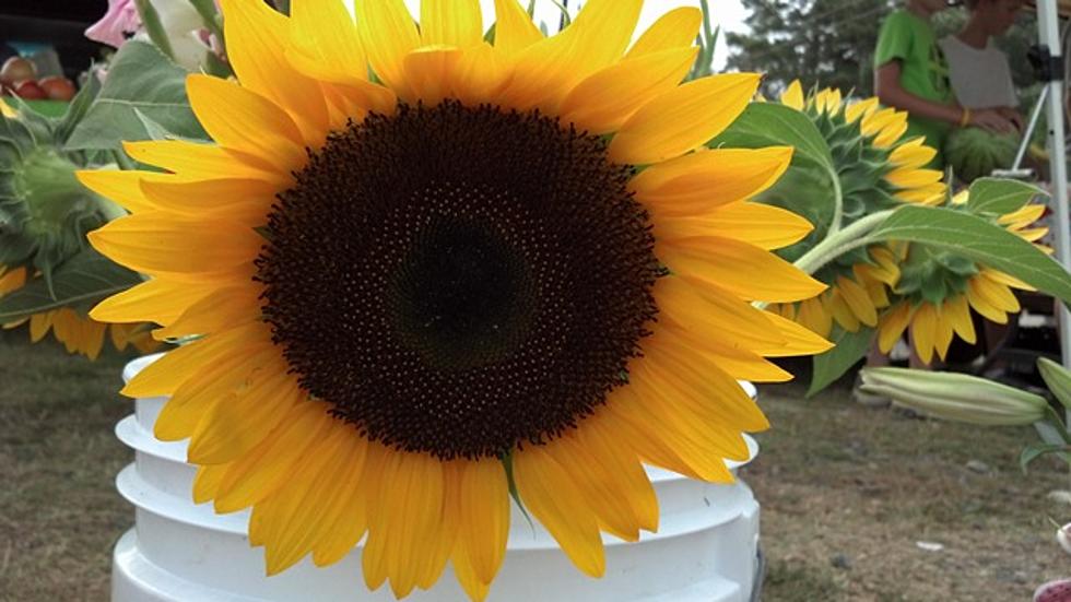 Farmers Markets in Texarkana [PHOTOS]