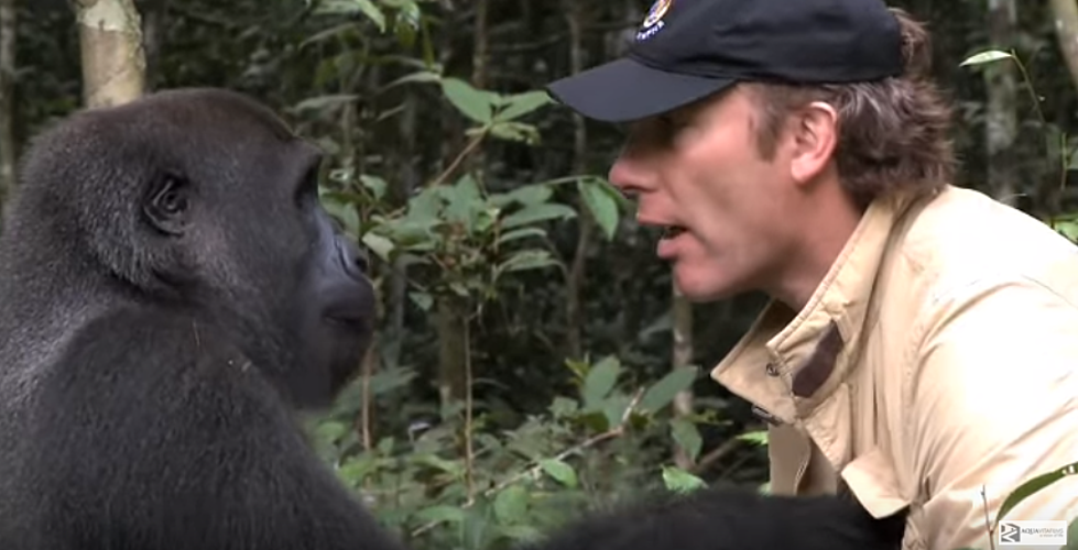 Gorilla Reunion With Damian Aspinall – Your Awww Of The Day