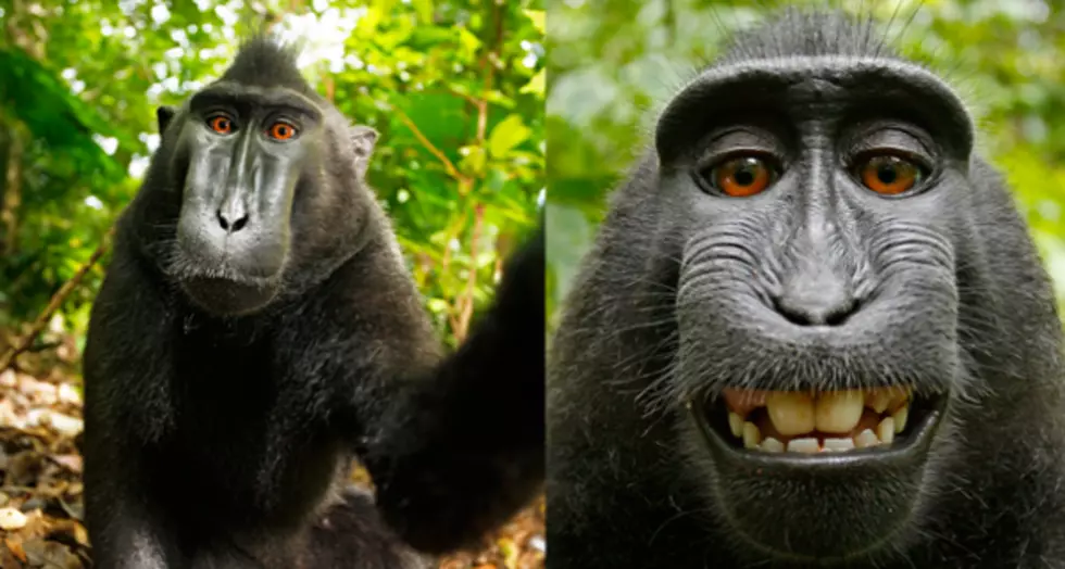 Monkey Steals Camera And Takes Its Own Picture