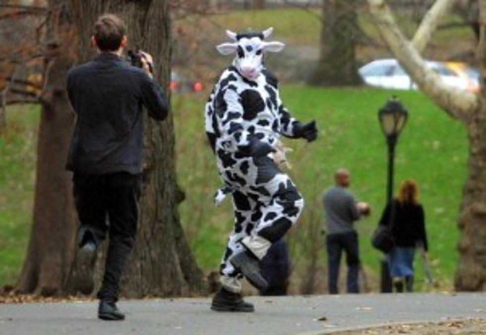 Man Steals Milk While Dressed In Cow Costume