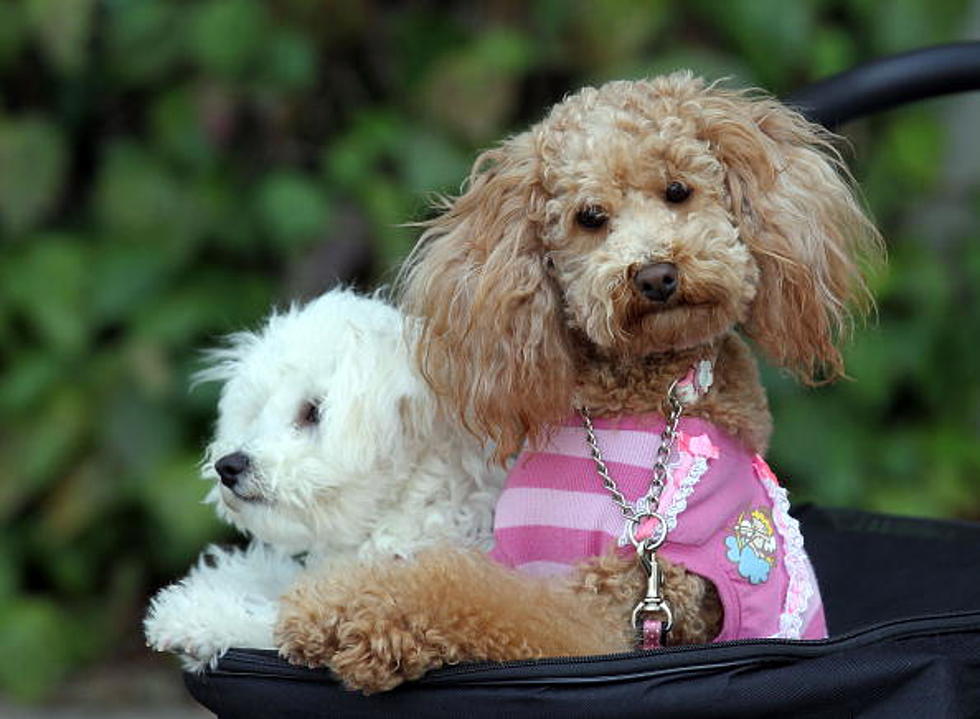 Car Thief Returns Kids, Poodle, and Vehicle