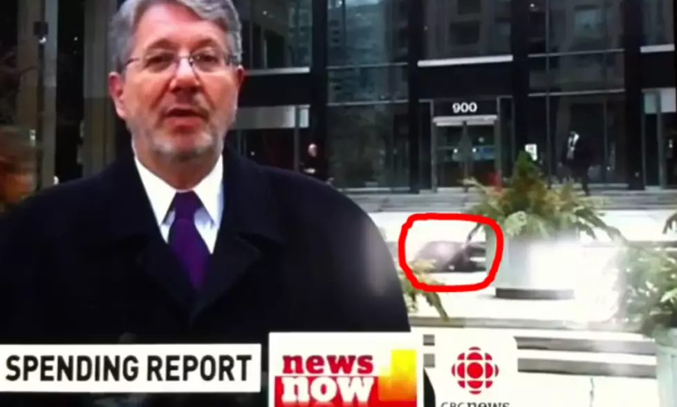 Woman Falls Down Stairs While Walking and Texting During Live News Report [VIDEO]
