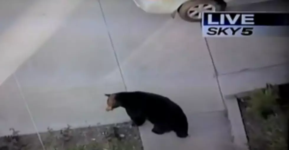 Walking and Texting and Bears, OH MY! [VIDEO]