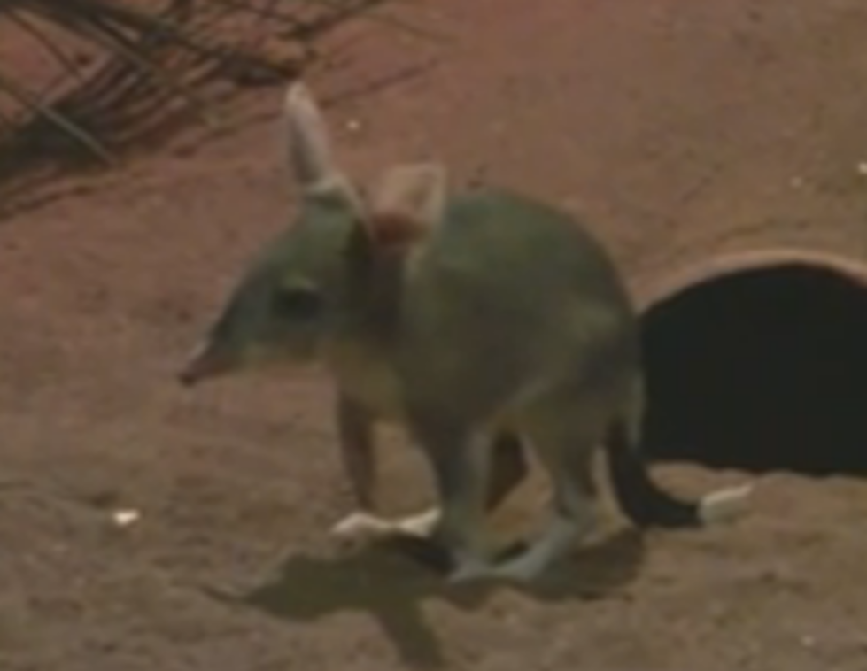 Easter Bilby to Replace Easter Bunny? [VIDEO]