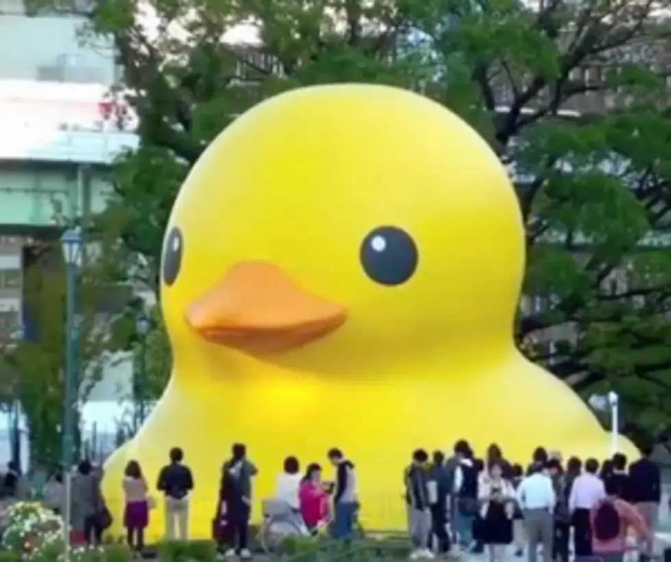 Giant Rubber Duck on Tour [VIDEO]