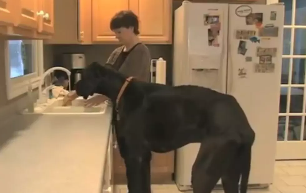 You Think Your Dog is Tall? Meet Zeus, Guinness’ Tallest Dog [VIDEO]