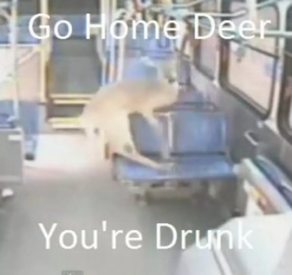 Deer Crashes Through Bus Window [VIDEO]