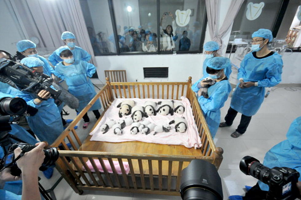 Fourteen Baby Pandas Born In China [VIDEO]