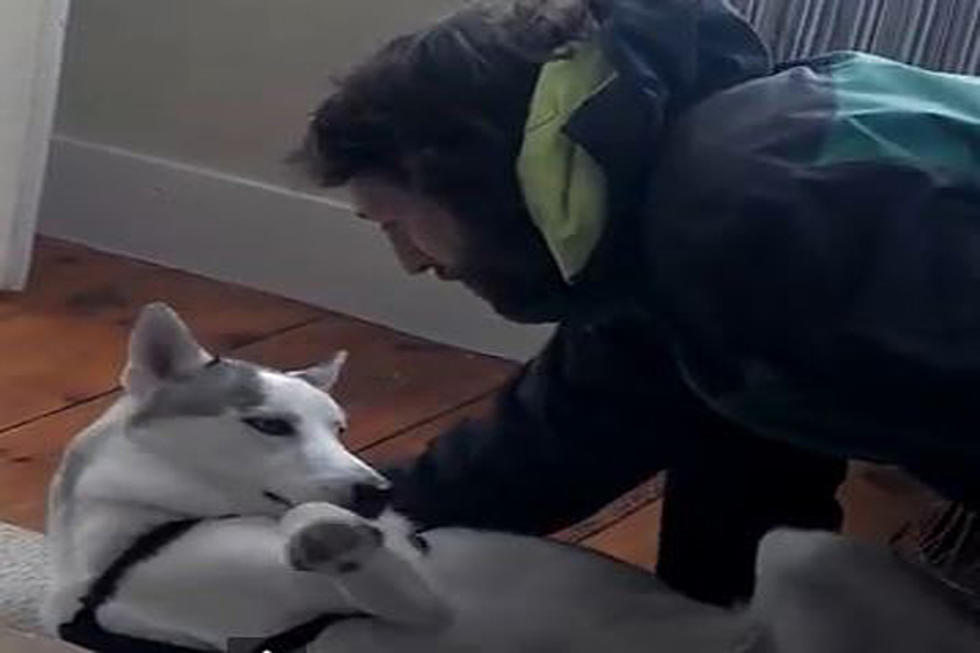 Husky Says ‘No’ To Going To His Kennel [VIDEO]