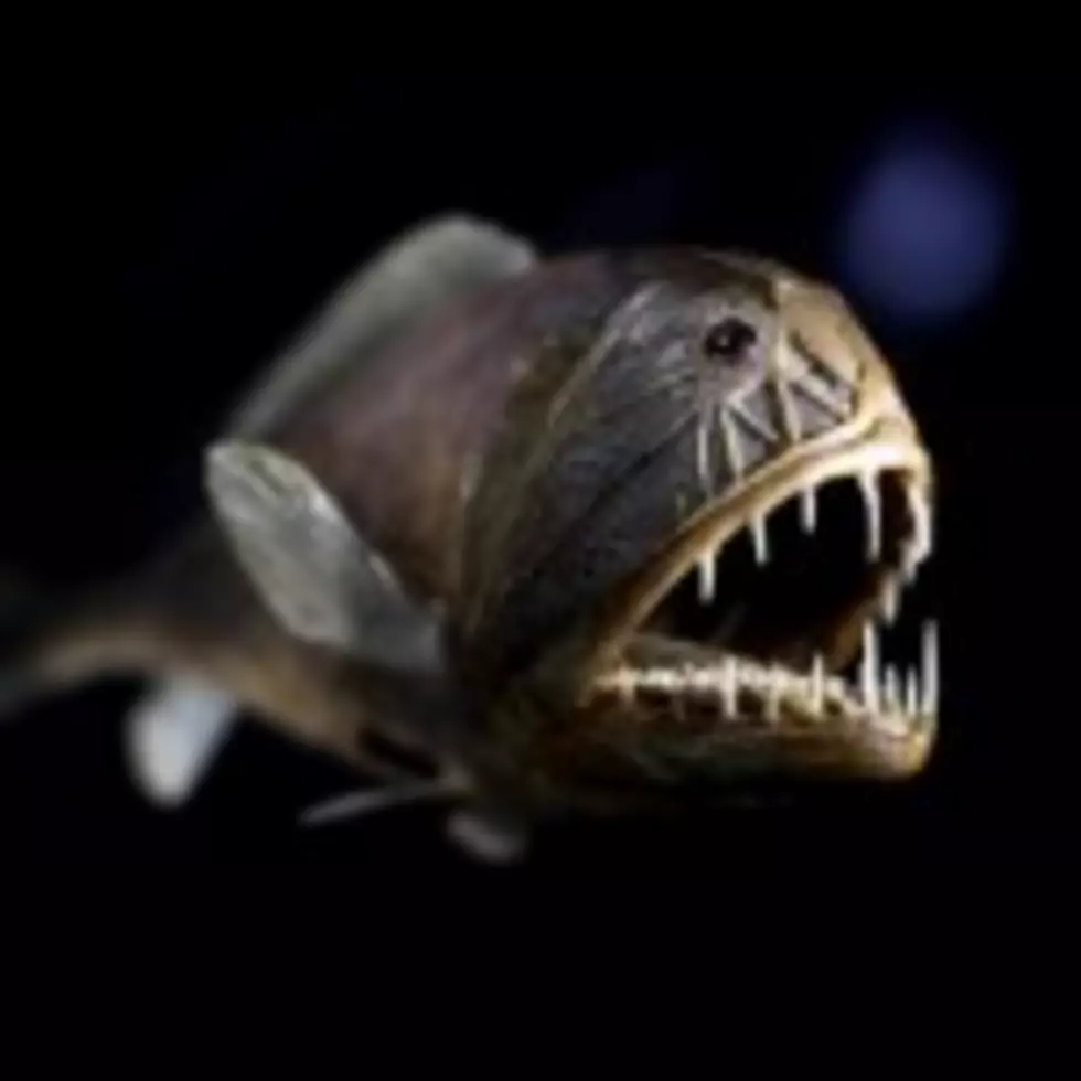 Fish On Wheels: Should We Be Afraid Of These Mobile Terror Machines? [VIDEO]