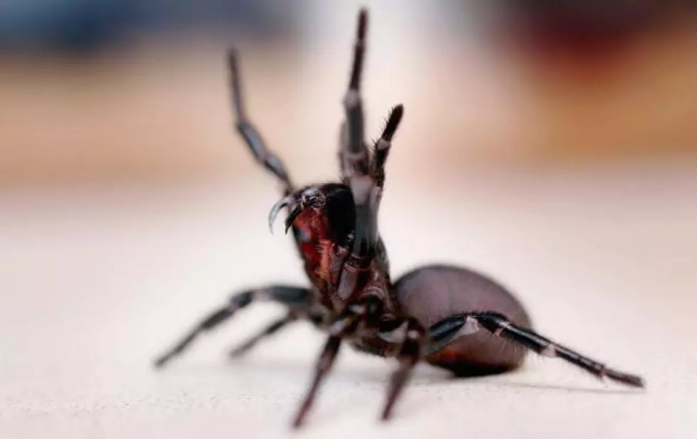 Woman Charged With Arson After Trying To Kill Spider