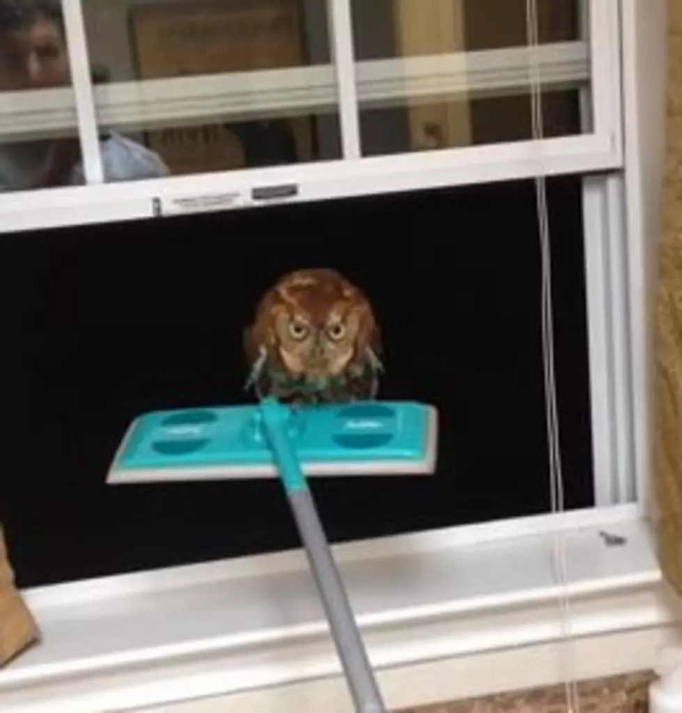 Need An Owl Out Of Your House? Use a Swiffer! [VIDEOS]