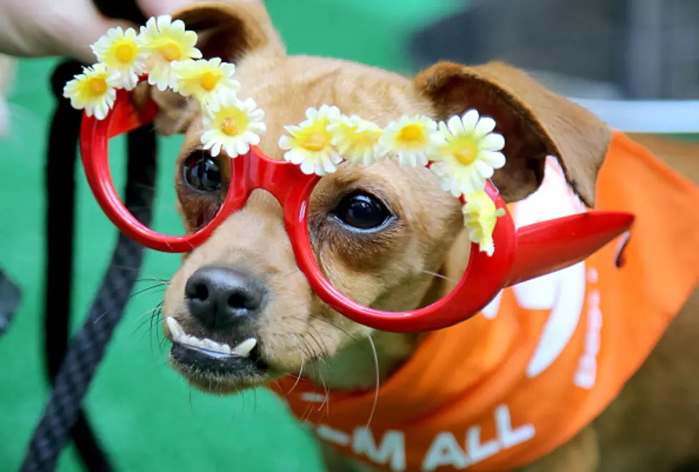 Wichita Falls Animal Services Center Celebrates 100th Pet Adoption