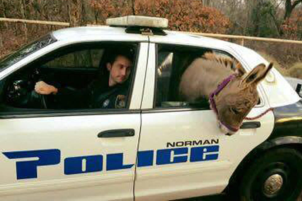 Oklahoma Police Take A Donkey Into Custody
