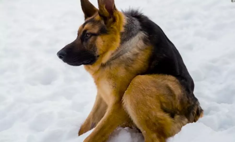 You’re Going To Fall In Love With This Hunchback German Shepherd [VIDEO]
