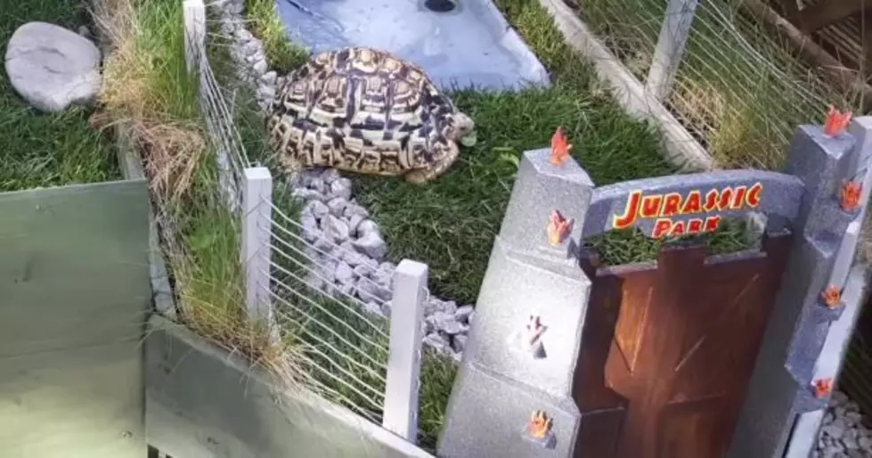 This Guy Made a Minature Jurassic Park For His Turtle [VIDEO]