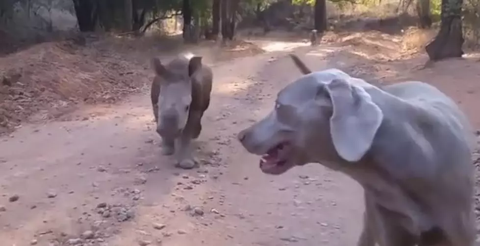 Adorable Baby Rhino Thinks He’s a Dog [VIDEO]