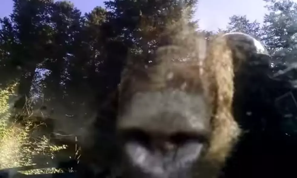 Colorado Police Rescue Bear Locked Inside a Car [VIDEO]