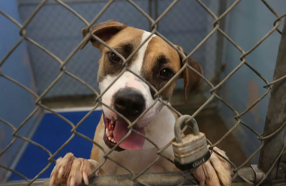 Adopt a Pet in Wichita Falls This Weekend with No Adoption Fee to Help ‘Clear The Shelters’
