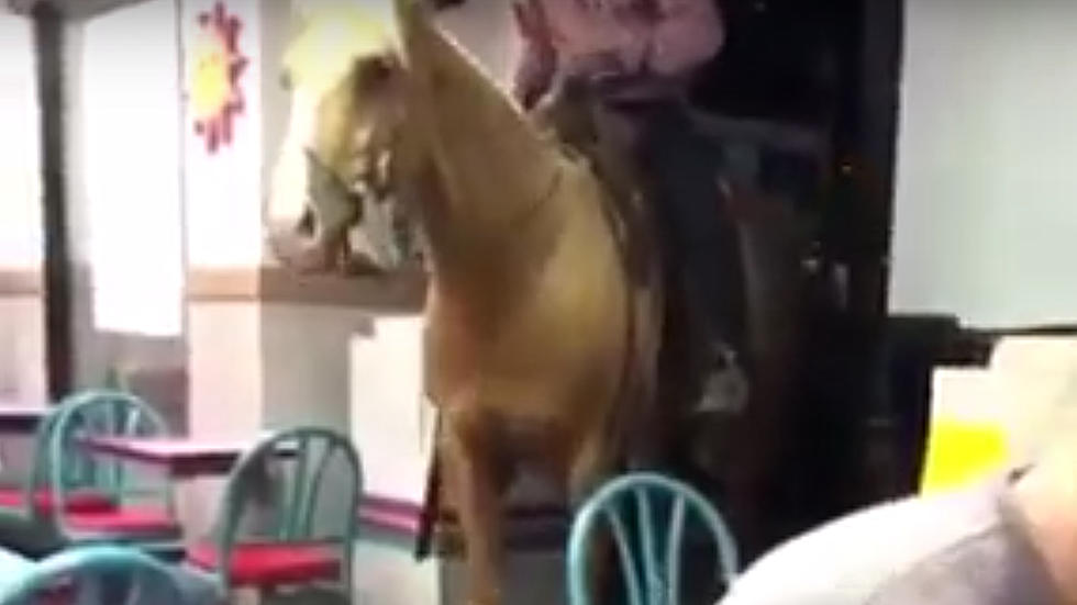 Pony Poops All Over TV Set During Live Segment About Guide Ponies