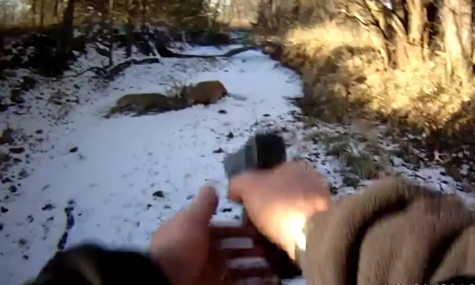 Game Warden Shoots Off Antler to Save Entangled Deer [VIDEO]