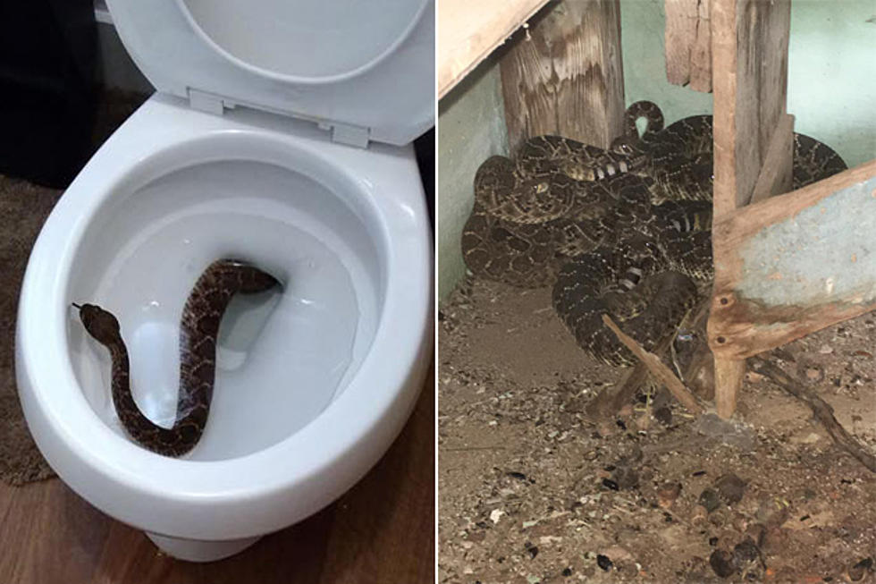 Rattlesnake Slithers Up Toilet, 23 More Found Living Under House Near Abilene