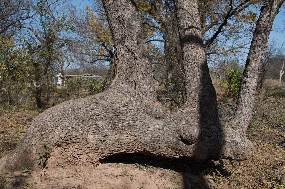 Rare Bent Tree Just Outside Wichita Falls Bears Unique Historical Significance