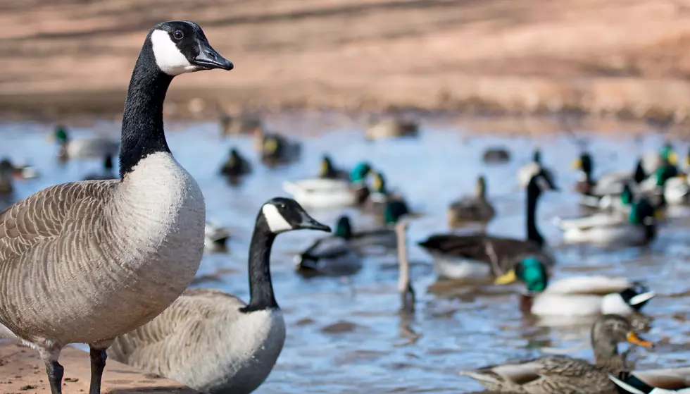 Why You Should Not Feed Bread To The Ducks