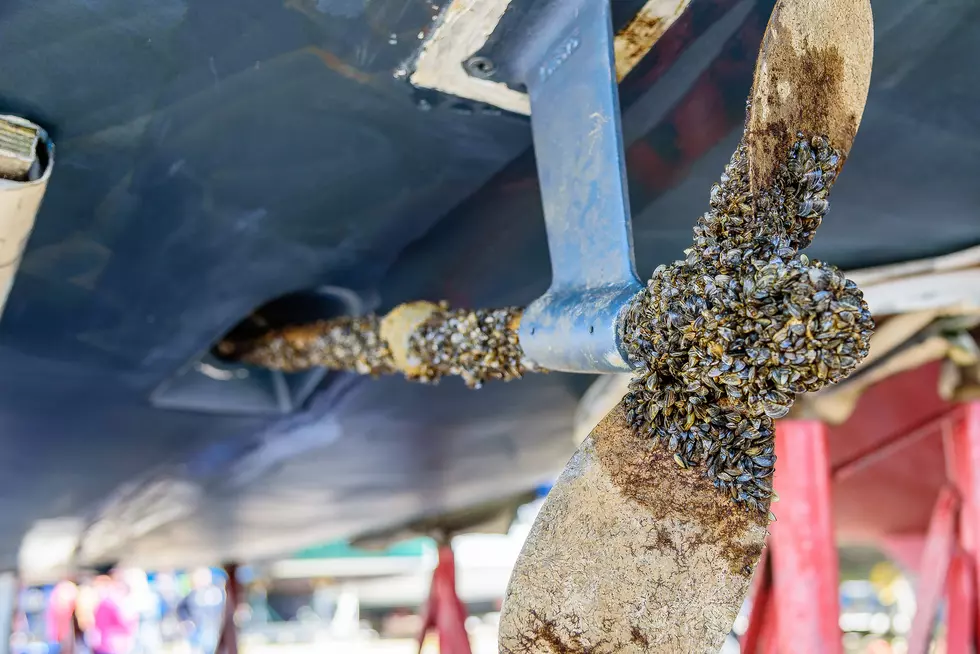 Zebra Mussels Poised To Invade Texoma Area Lakes