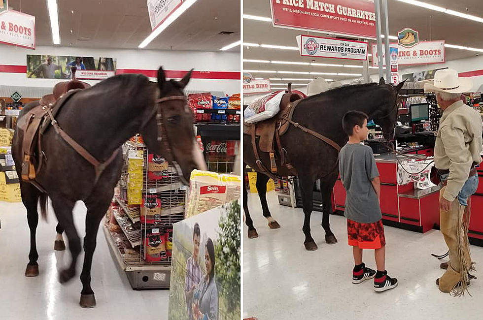 So a Horse Walks Into an Oklahoma Tractor Supply Store…