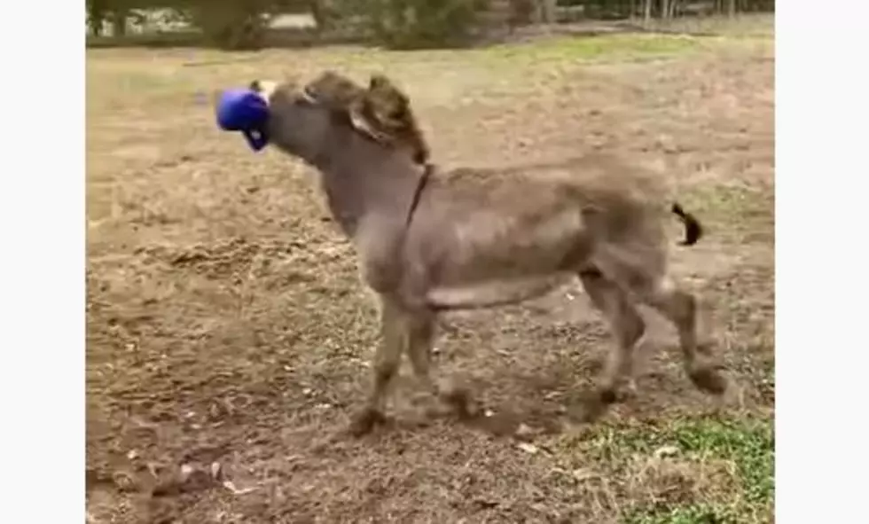 Donkey is as Happy as a Kid in a Candy Store With Its New Toy