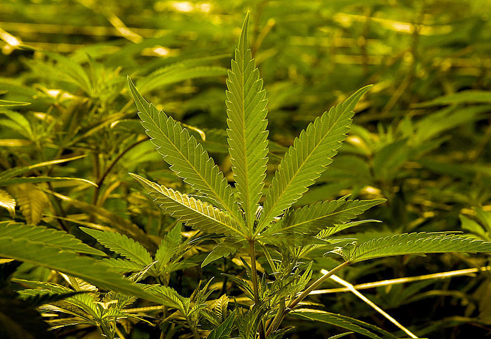 800 Marijuana Plants Seized in Illegal Texoma Grow Operation
