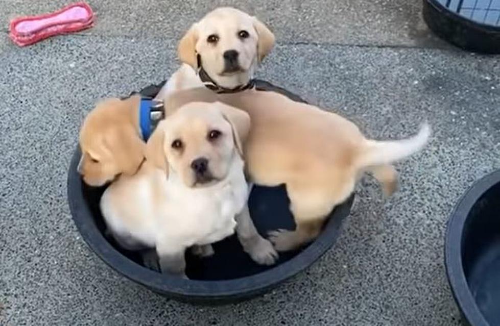 How Many Puppies Can Fit Into One Bucket? [VIDEO]