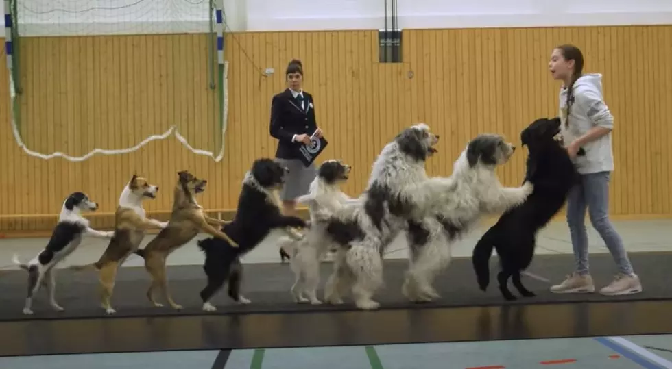 New Guinness World Record For Dogs In A Conga Line