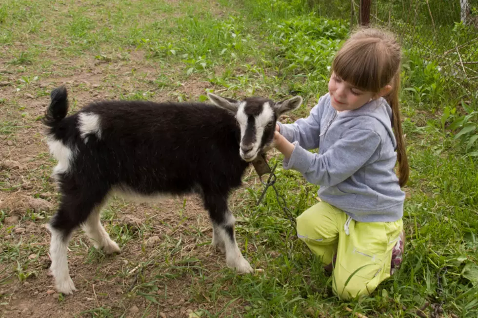 Baby Goat Reunited With Mother is What You Needed To See Today