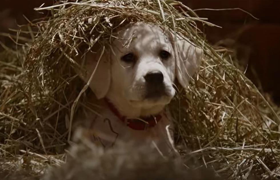 Budweiser Reuniting Us With Puppies, Horses, and Free Beers