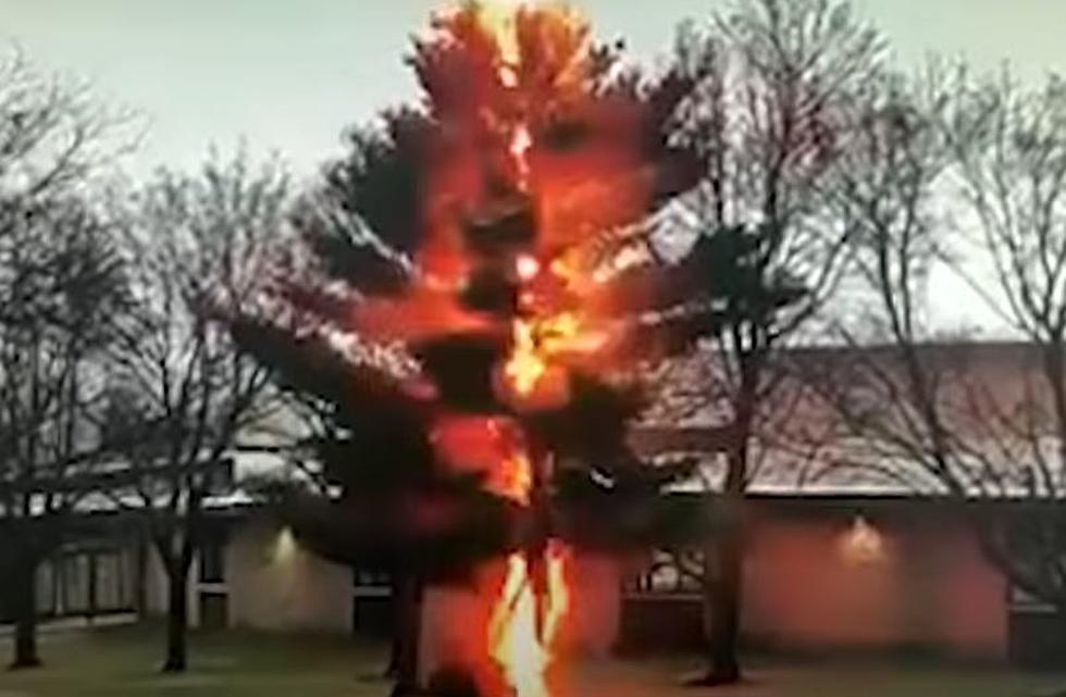 Watch Lightning Destroy Tree Outside Wisconsin School In Seconds