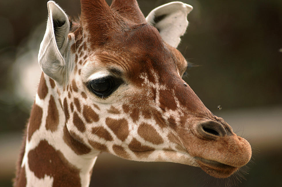 Dallas Zoo Welcomes New Baby Giraffe on 4th of July [PICTURES]