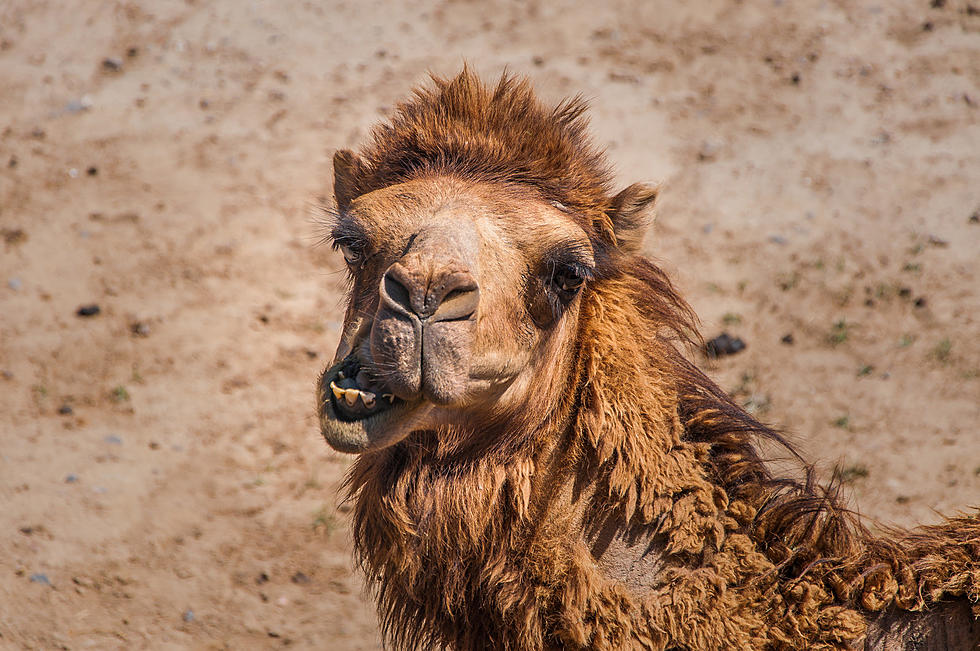 Watch Runaway Camel Lead Oklahoma Officers On Merry Chase [VIDEO]