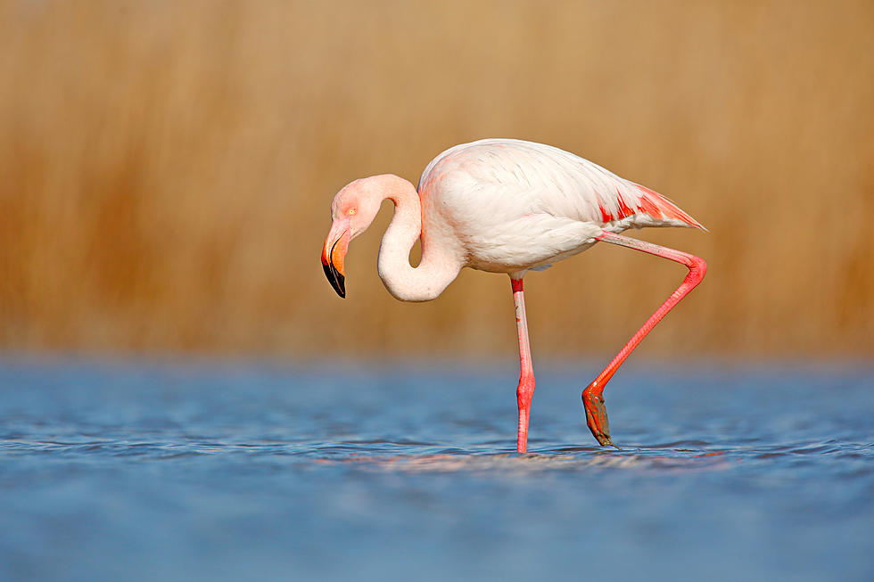 One Flamingo Who Escaped From A Kansas Zoo Is Found In Texas